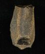 Beautiful Hadrosaur Tooth (Duck-Billed Dinosaur) #5681-1